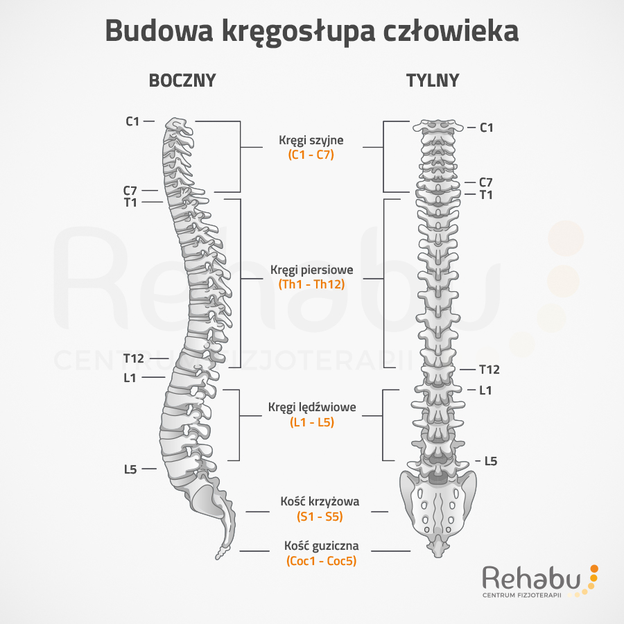 budowa kręgosłupa człowieka